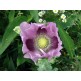 544850-papaver-somniferum-maxi