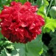 544870-papaver-somniferum-paeony-oase