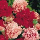 544900-papaver-somniferum-paeony-mixed