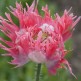 544910-papaver-somniferum-laciniatum-pink-fizz