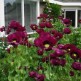 544920-papaver-somniferum-purple-pleasure-lauren-grape