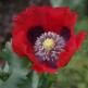 544955-papaver-somniferum-single-red