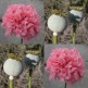 544960-papaver-somniferum-super-pods
