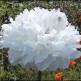 545000-papaver-somniferum-white-cloud