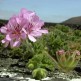 545026-pelargonium-capitatum