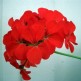 545060-pelargonium-zonale-moulin-rouge-f1-horizon-red-f1