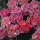 545550-pelargonium-zonale-raspberry-ripple-f1