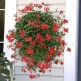 545670-pelargonium-peltatum-red-queen-f1-speedy-red-s1