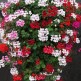 546000-pelargonium-peltatum-summer-showers-f1