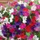 546340-petunia-hybrida-bedding-mixed
