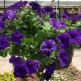 546350-petunia-hybrida-blauer-traum-f1-alderman