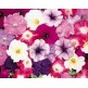 546900-petunia-hybrida-dream-mixture-f1-special-grandiflora-mixed-f1