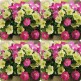 547132-petunia-hybrida-flirtini