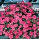 547160-petunia-hybrida-pink-wave-f1