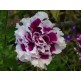 547170-petunia-hybrida-purple-pirouette-f1-cherry-tart-f1