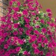 547180-petunia-hybrida-purple-wave-f1