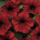 547188-petunia-hybrida-red-velour-tidal-wave-type