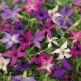 547205-petunia-hybrida-sparklers