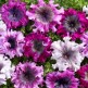 547208-petunia-hybrida-superbissima-mix