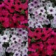 547214-petunia-hybrida-tidal-wave-silver-cherry-f1