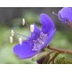 547640-phacelia-viscida-blue-foam