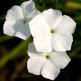 547790-phlox-drummondii-grandiflora-alba