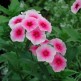547840-phlox-drummondii-grandiflora-brilliant