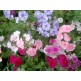 547900-phlox-drummondii-nana-compacta-fantasy-mixed-beauty-mixed