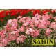 547937-phlox-drummondii-grandiflora-leopoldii