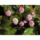 548400-polygonum-capitatum