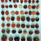 880039-pakket-historische-aardbeien
