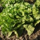 005000-andijvie-nummer-vijf-broadleaf-batavian-batavian-green