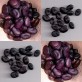 049850-tuinbonen-black-russian