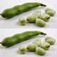 049950-tuinbonen-cuku-pupas