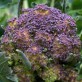 137010-bloemkoli-purple-winter