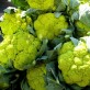 138200-bloemkool-alverda-vitaverde-f1-verdant-f1