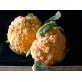 138240-bloemkool-cheddar-f1-sunset-f1