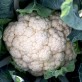 138270-bloemkool-early-jesi-early-toscana