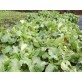 167860-snijkool-bladkool-sutherland-kale-cail-cataibh