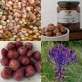 308405-italiaanse-wilde-uitjes-lampascioni