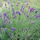 348100-lavendel