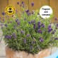 348110-lavendel-hidcote-blue