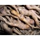 354340-maralroot