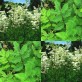 354800-moerasspirea