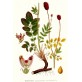 356990-pimpernel-grote
