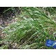 357600-reukgras-gewoon