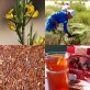 357690-rooibos