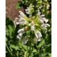 359010-salie-witte-alba