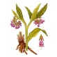 361200-smeerwortel