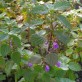 361900-stinkende-ballote